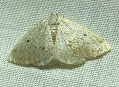 Lomographa glomeraria