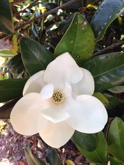 Magnolia grandiflora