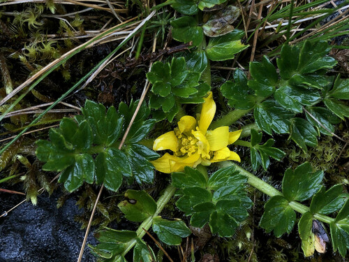 Ranunculus oreophytus