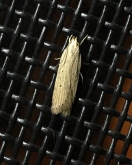 Helcystogramma
