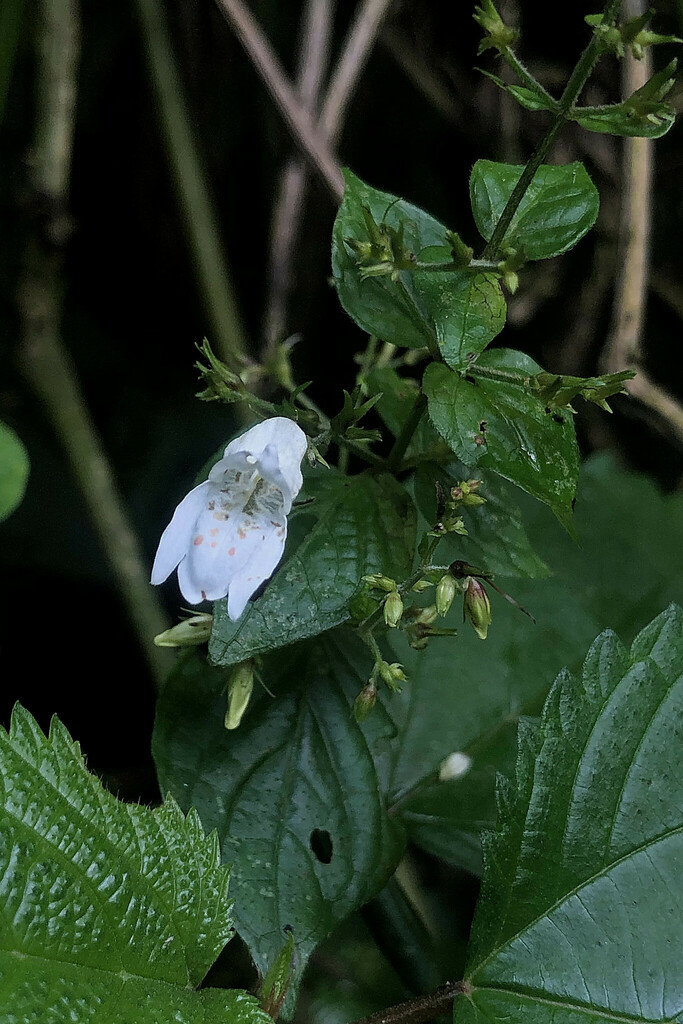 Isoglossa vulcanicola