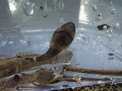 Clingfish photo 5