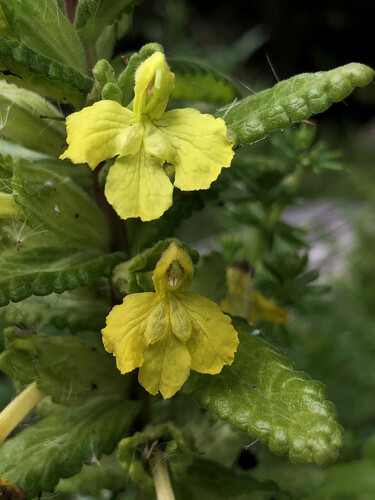 Hedbergia longiflora