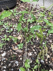 Fraxinus pennsylvanica