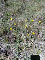 Ranunculus peruvianus