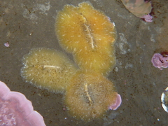 Pseudoceros canadensis