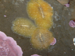 Pseudoceros canadensis