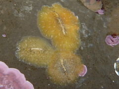 Pseudoceros canadensis