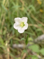 Evolvulus sericeus