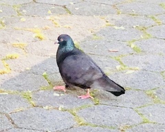 Columba livia