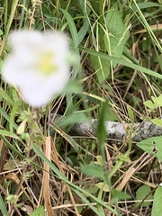 Evolvulus sericeus