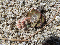 Dudleya cymosa pumila