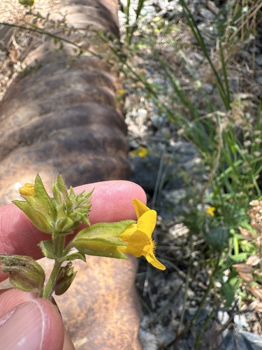 Seep Monkeyflower seedling