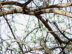 Phoenicurus phoenicurus