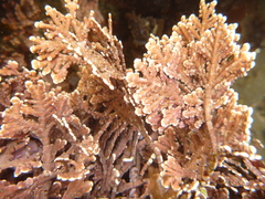 Calliarthron tuberculosum