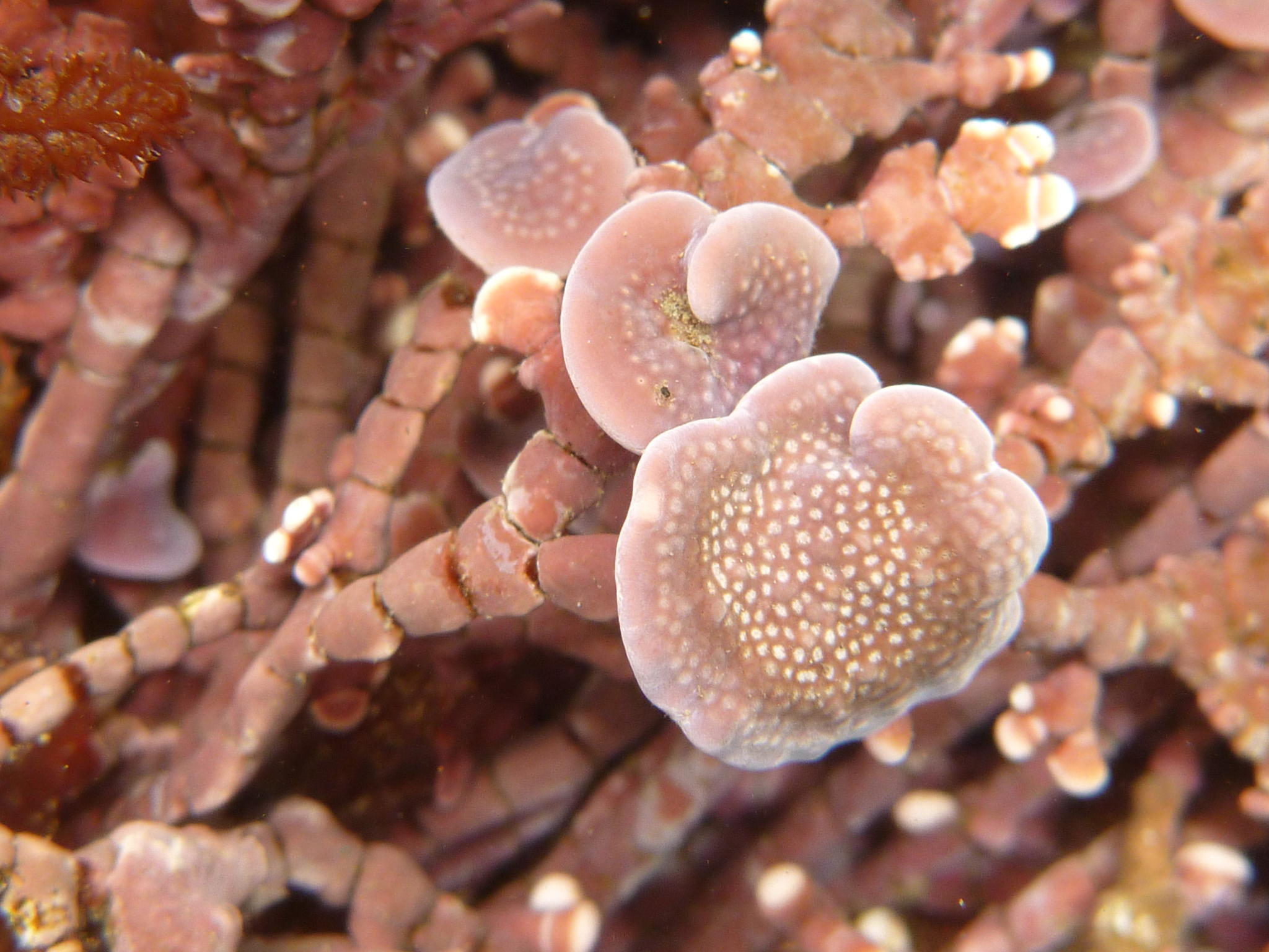 Mesophyllum conchatum