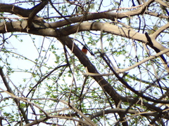 Phoenicurus phoenicurus