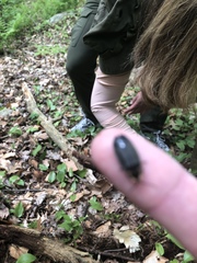 Lucidota atra