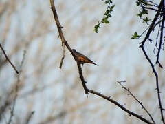 Phoenicurus phoenicurus