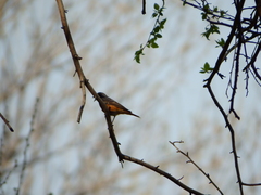 Phoenicurus phoenicurus