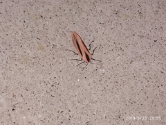 Creatonotos