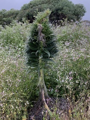 Echium pininana
