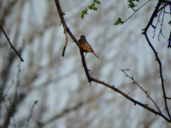 Phoenicurus phoenicurus