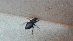 Tentyria rotundata orbicollis