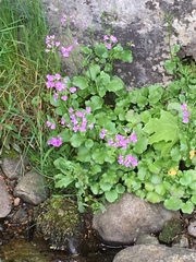 Cardamine raphanifolia