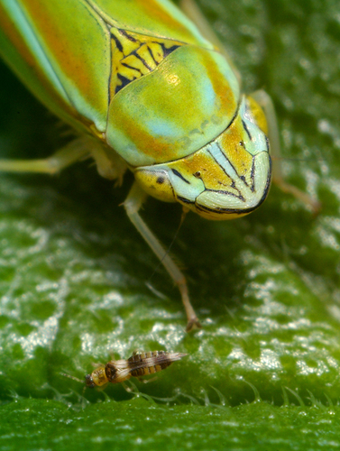 Versute Sharpshooter