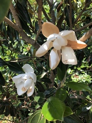 Magnolia grandiflora