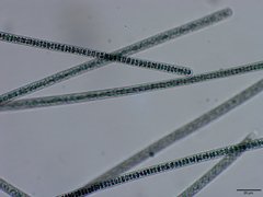 Planktothrix isothrix