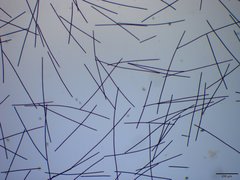 Planktothrix isothrix