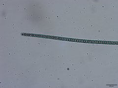 Planktothrix isothrix