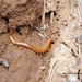 Scolopocryptopid Centipedes - Photo (c) Mike troll Dame, some rights reserved (CC BY-NC-ND), uploaded by Mike troll Dame