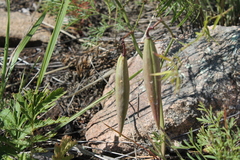 Cynanchum purpureum