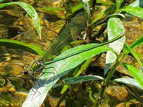 Appalachian Jewelwing photo 3