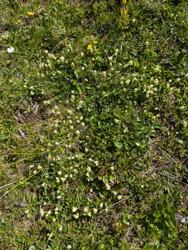 Image of Galium anisophyllon by (c) Elias, some rights reserved (CC BY)