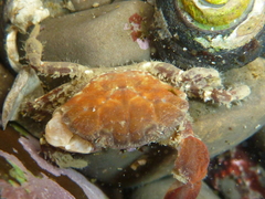 Lophopanopeus bellus