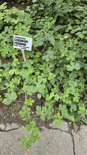Geranium yoshinoi iNat (2)