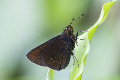 Mnasitheus ritans