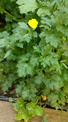 Ranunculus repens