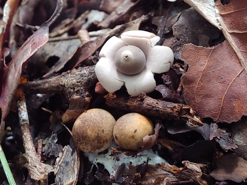 Geastrum