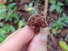 Phylloporia sp. 'PR03' - Photo (c) Kurt Miller, some rights reserved (CC BY-SA), uploaded by Kurt Miller