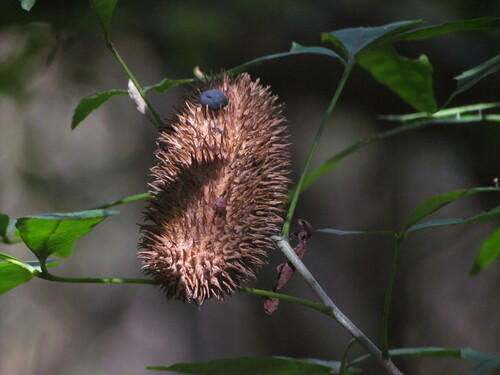 Image of Bignonia callistegioides by (c) Matias Cabezas, some rights reserved (CC BY)