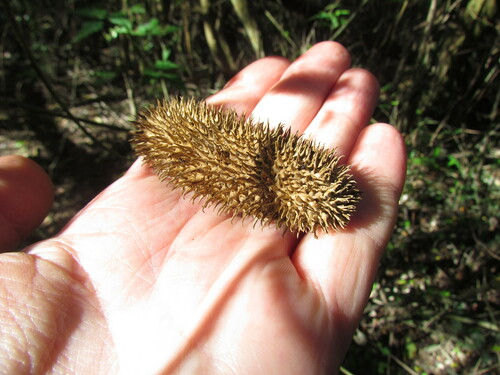 Image of Bignonia callistegioides by (c) Matias Cabezas, some rights reserved (CC BY)