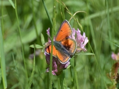 Lycaena hippothoe