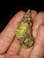 Cerithium dialeucum
