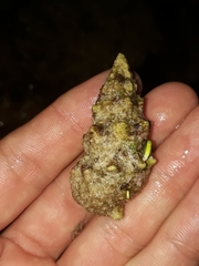 Cerithium dialeucum