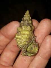 Cerithium dialeucum